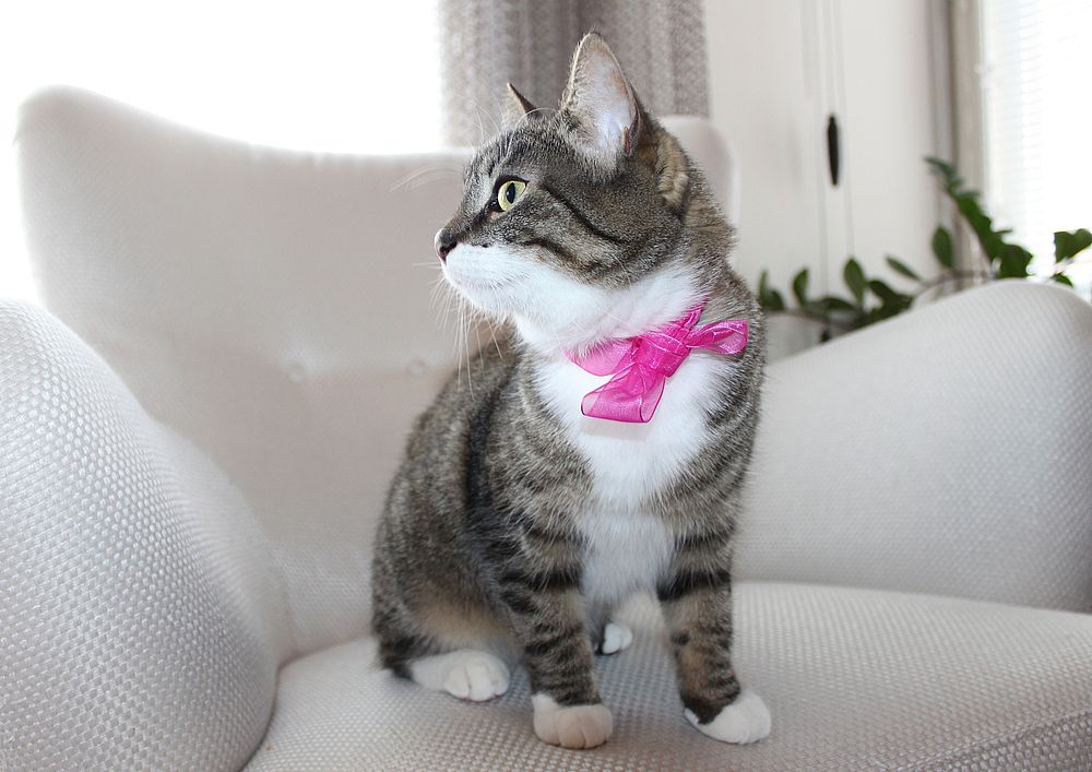 Cute cat with a bow collar. Free public domain CC0 photo. 