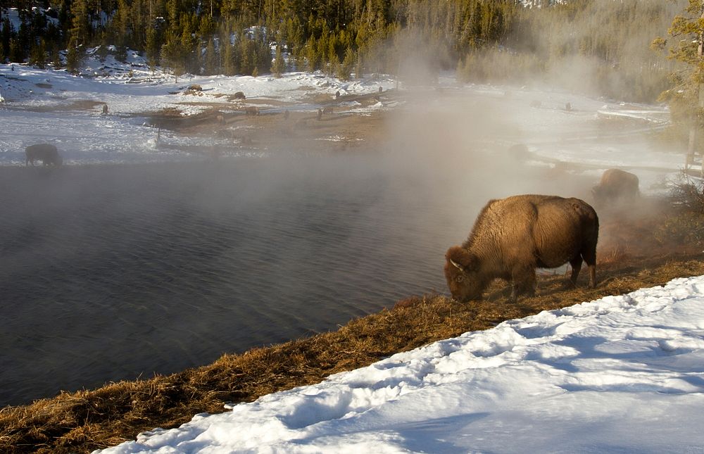 Bison at Terrace Spring by Jim Peaco. Original public domain image from Flickr