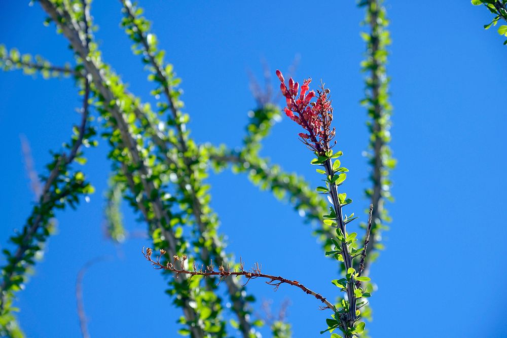 Ocotillo flower desert plant background. Original public domain image from Flickr