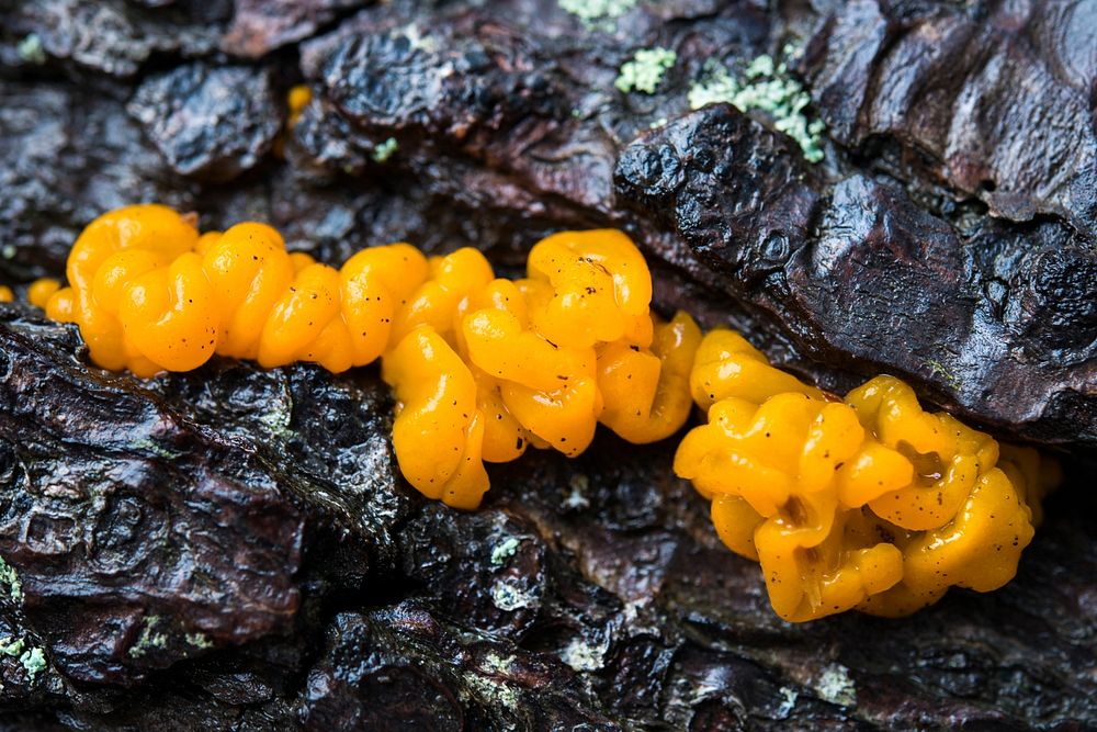 Avalanche Lake- Slime Mold. Original public domain image from Flickr