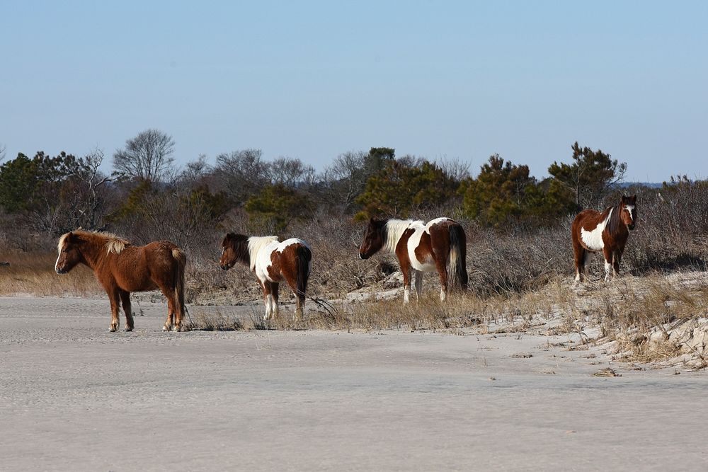 January 2016 StormHorses in the dunes after the storm. (Photo: Allen Sklar). Original public domain image from Flickr