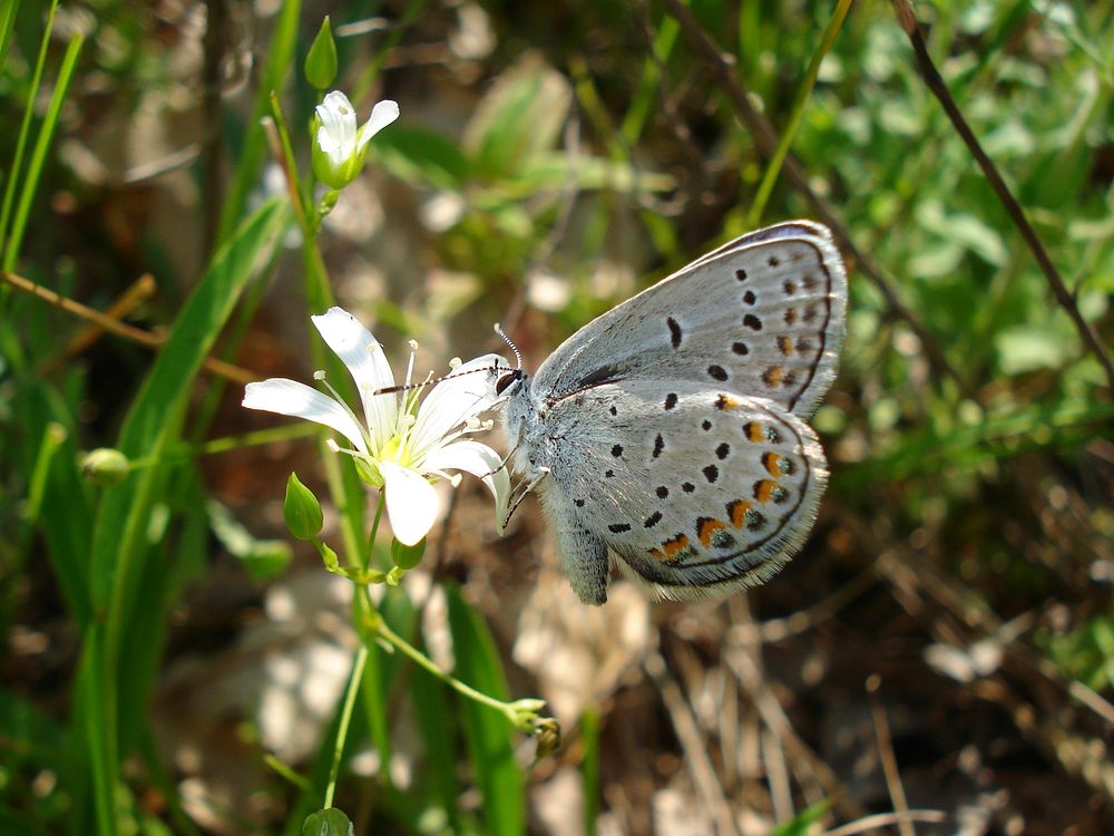 Karner Blue Butterfly - Male. Original public domain image from Flickr