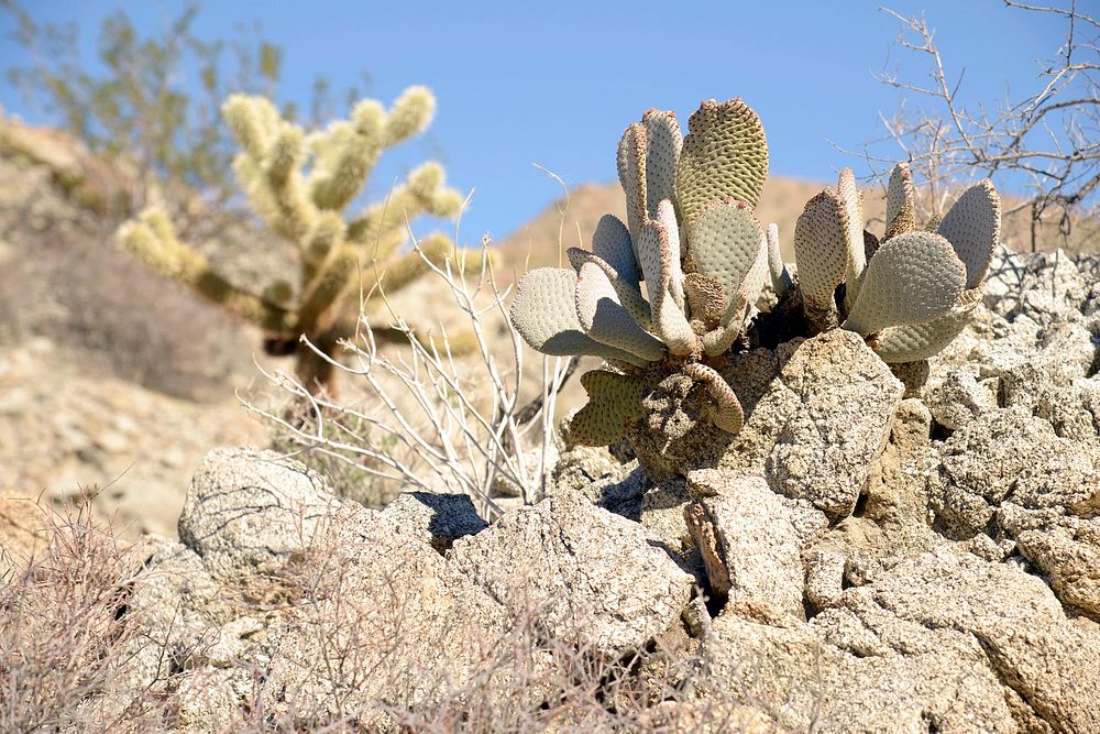 Desert LandscapePhoto - Daniel Torok / USFS. Original public domain image from Flickr