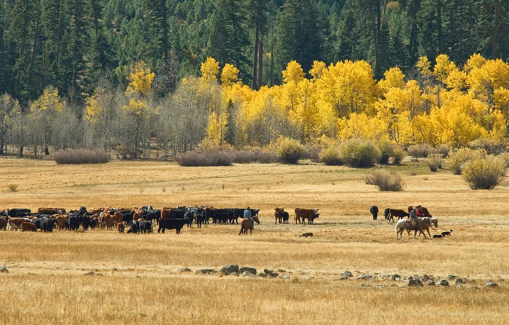 Summit Meadow Cattle Drive-Fremont WinemaCattle Drive on Summit Meadow on the Fremont-Winema National Forest in Southern…