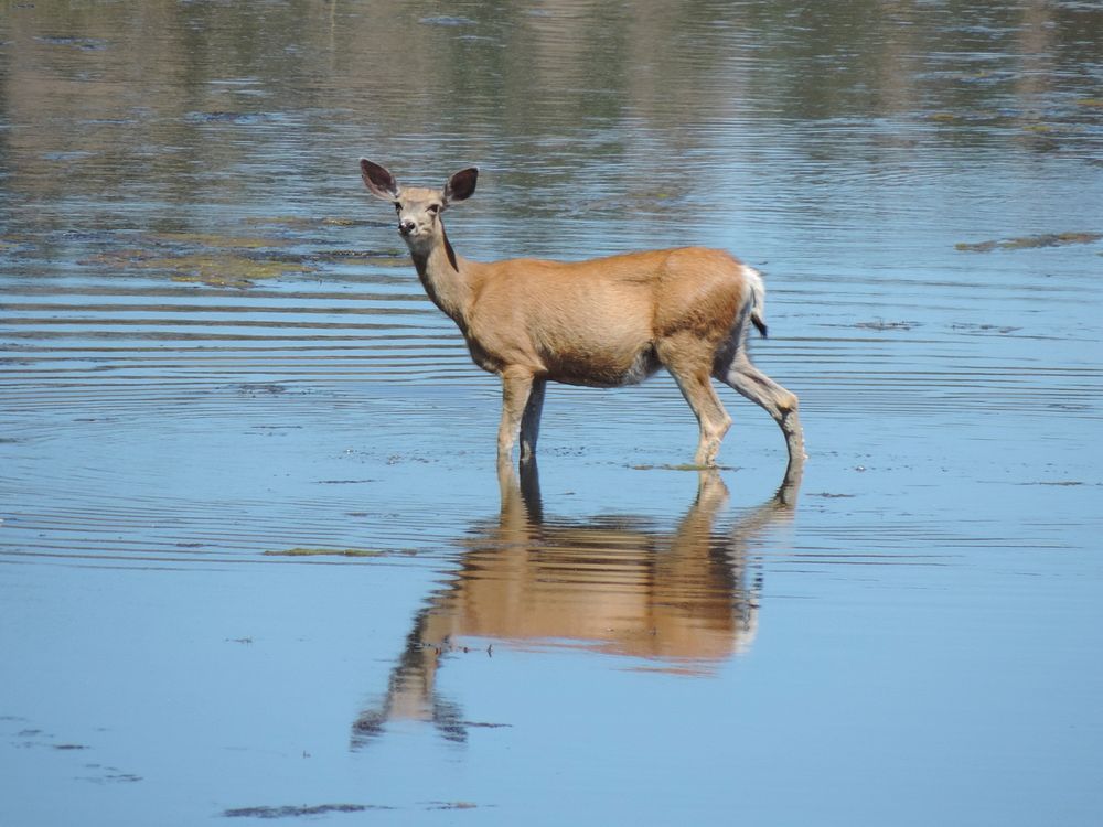 Mule Deer in Pond by Lookout Mountain on the Ochoco National Forest. Original public domain image from Flickr