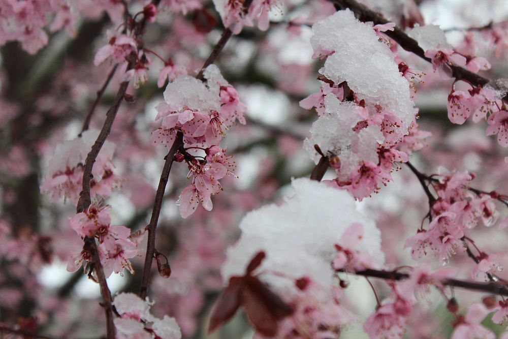 Snow on flowering plum trees.