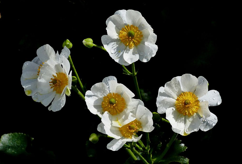 The Mount Cook lily (Ranunculus lyallii) is one of New Zealand&rsquo;s most well known alpine plants.