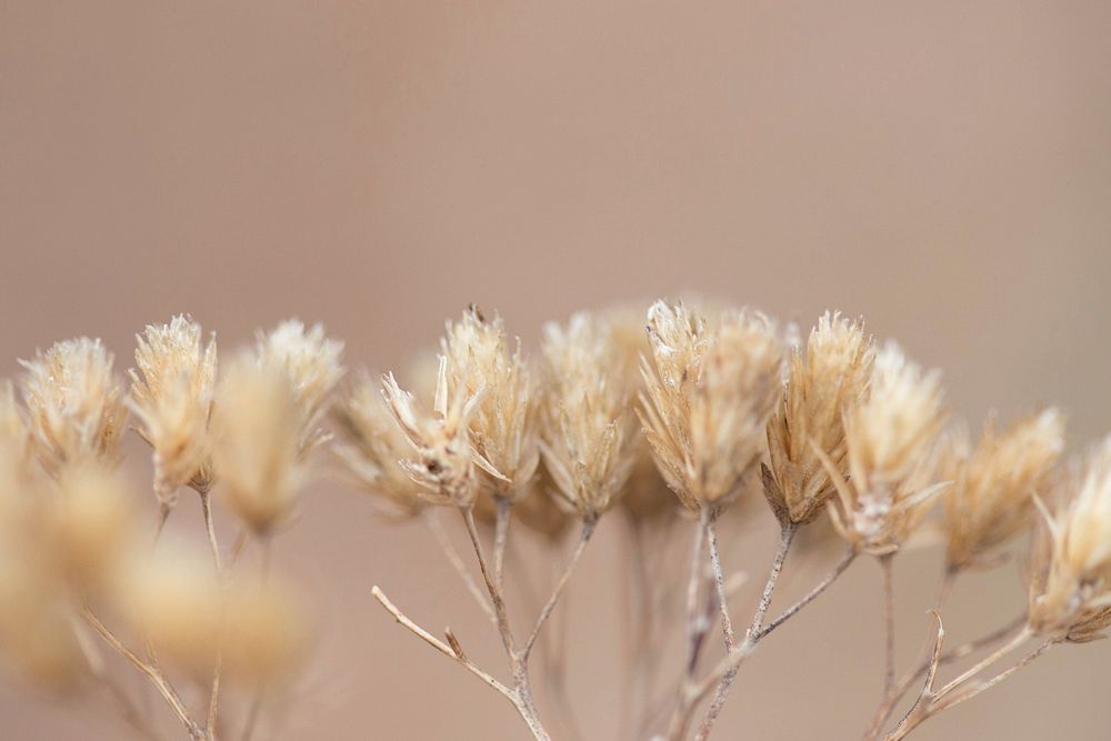 Dried flowers background. Free public domain CC0 image.