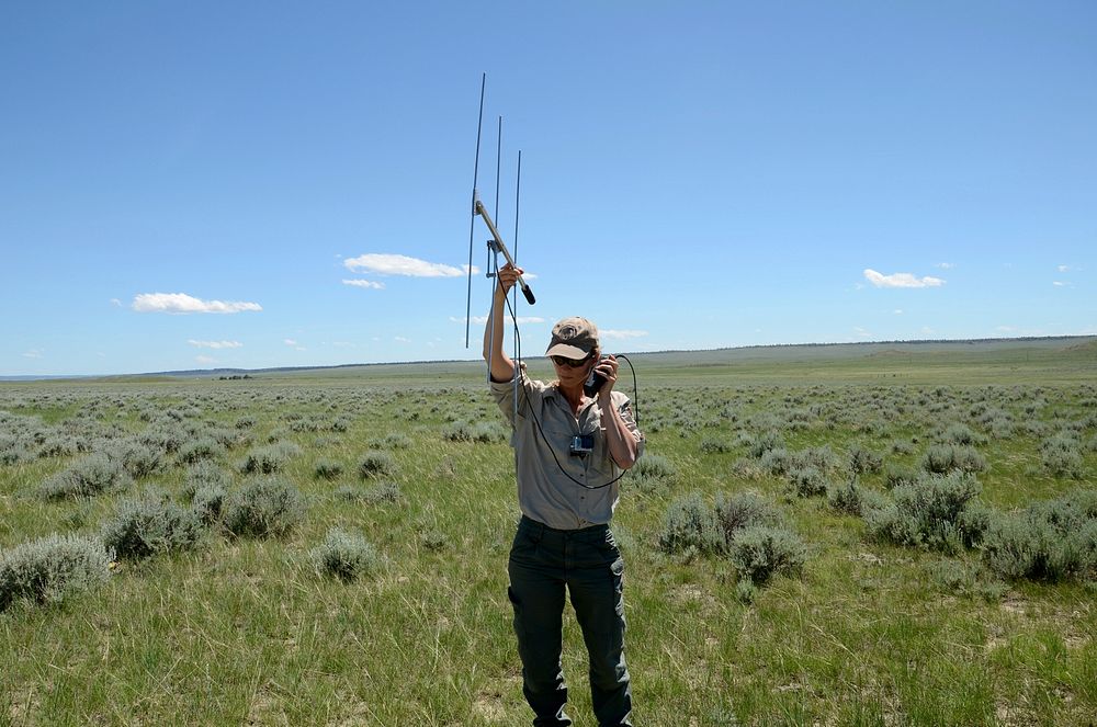 Montana Fish, Widlife & Parks employee, Lorelle Berkeley searches for Sage Grouse. June 27, 2013. Original public domain…