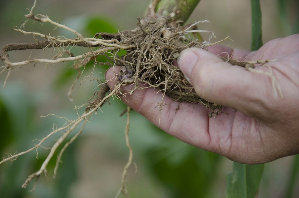 Corn roots. Ekalaka, MT., July Free Photo rawpixel