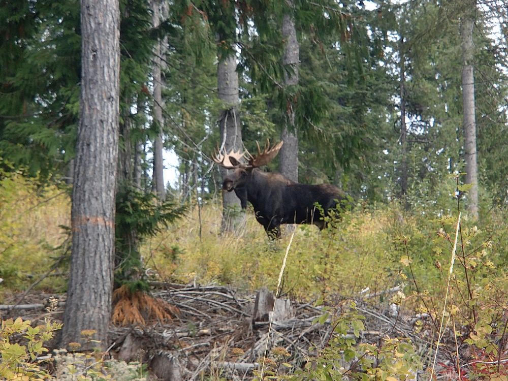 Moose on the Colville National Forest. Original public domain image from Flickr