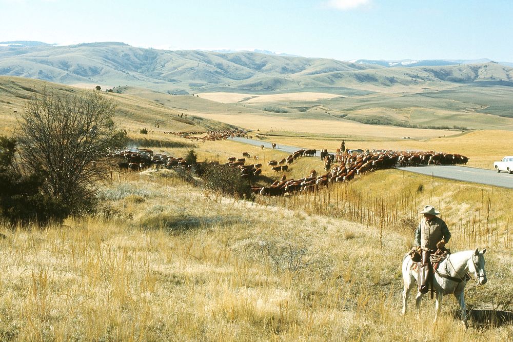 Cattle drive. Original public domain image from Flickr
