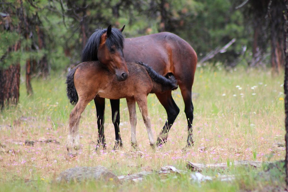 WILD HORSE MOTHER NURSING YEARLING_LOOKOUT MOUNTAIN HERD-OCHOCO : Wild Horse Mother Nursing Yearling on the Ochoco National…