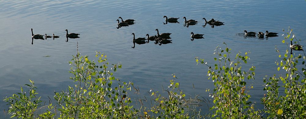 Flock of Canadian Geese in Klamath Lake on the Fremont Winema National Forest in Southern Oregon. Original public domain…