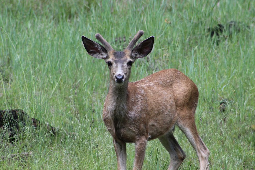 Mule Deer in Field-OchocoOchoco National Forest. Original public domain image from Flickr