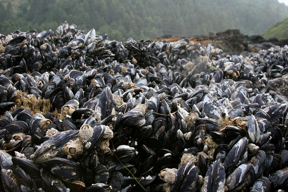 Mussels and Barnacles at Cape Perpetua, Siuslaw National Forest. Original public domain image from Flickr