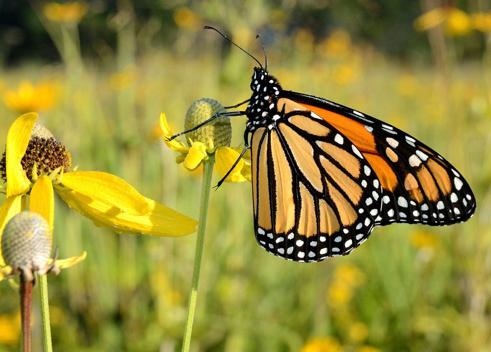 Monarch butterfly on a gray-headed cone flower in Malan Waterfowl Production Area in Michigan. Original public domain image…