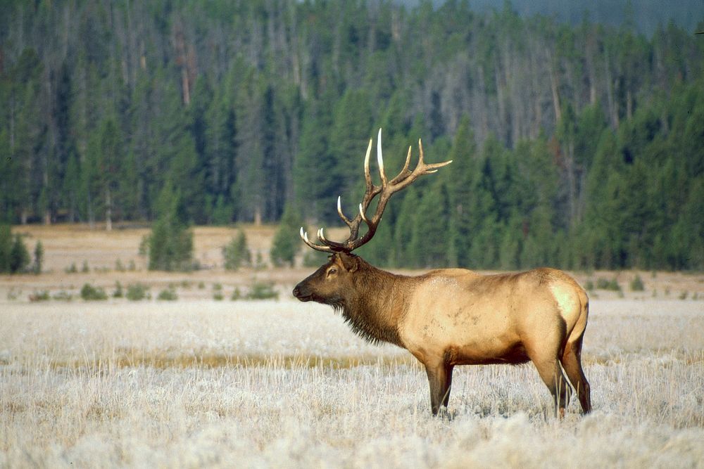 Mature bull elk standing in grass at Yellowstone National Park. Original public domain image from Flickr