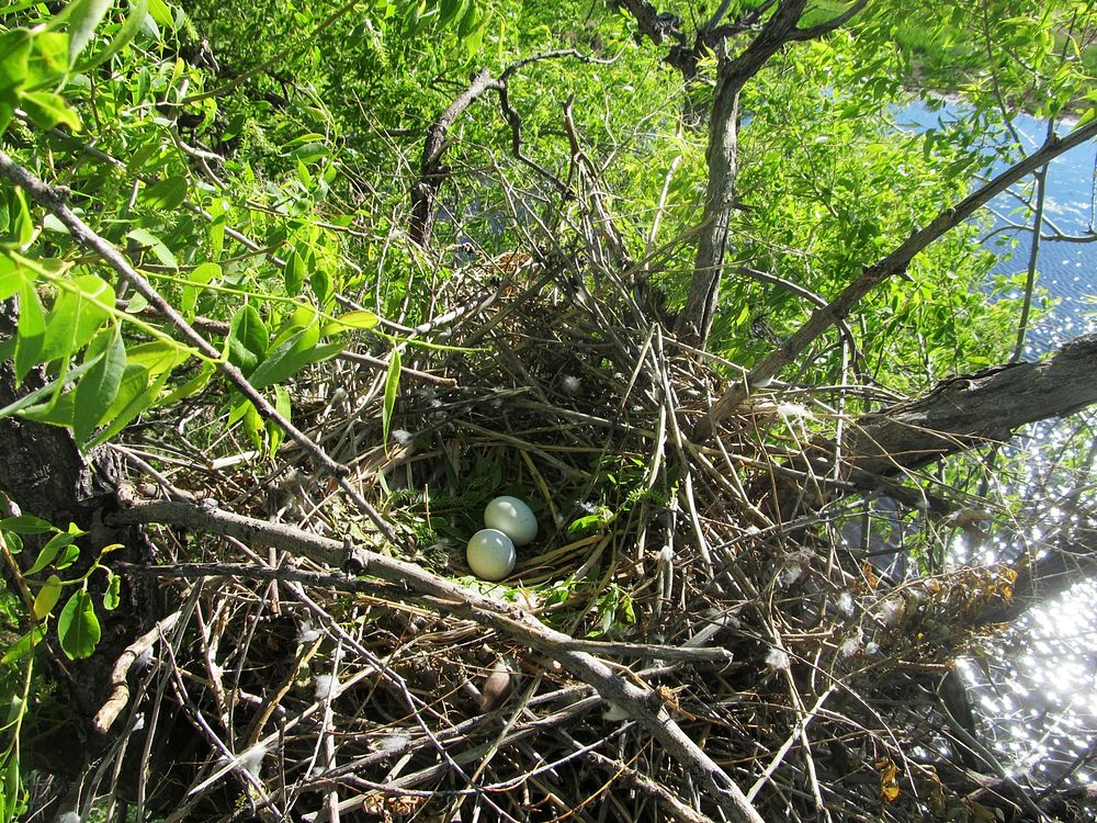 Swainson's hawk nest, on a wetland in Cascade County, June 2017. Original public domain image from Flickr