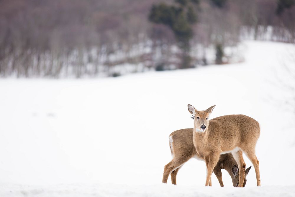 White tailed deer in winter. Free public domain CC0 photo.