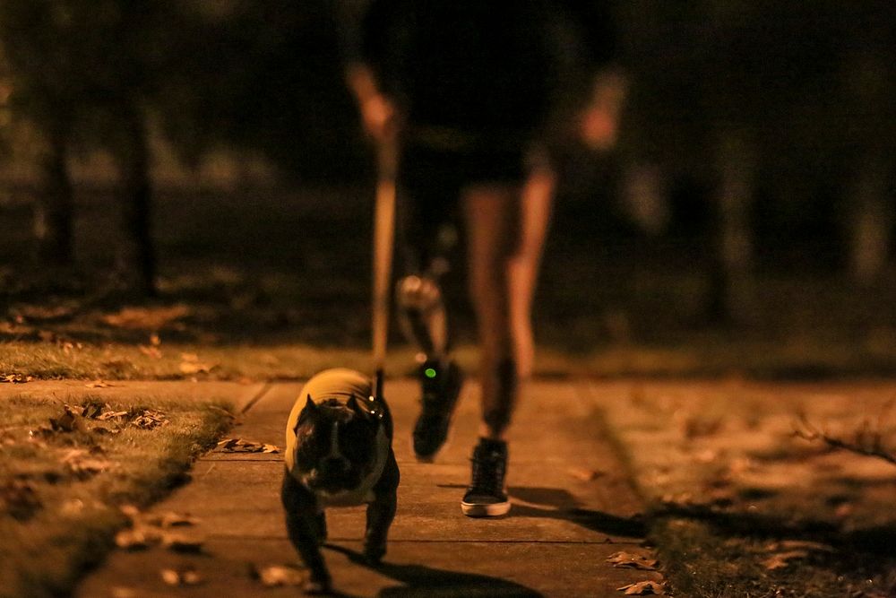 Cpl. Rory Hamill, a combat-wounded Marine, takes his and his girlfriend's dog Tank for an early morning walk in Lakehurst…