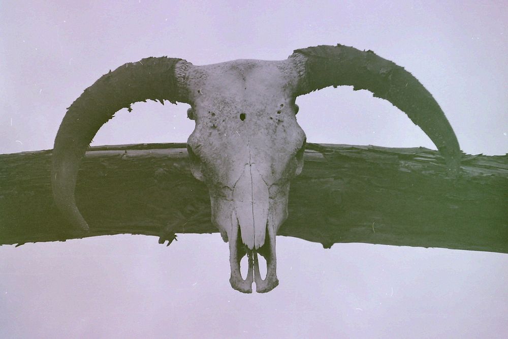 Animal skull. Free public domain CC0 photo