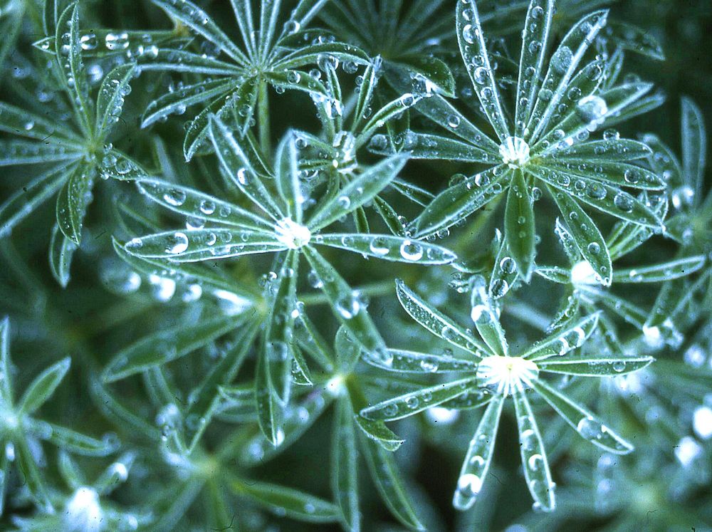 Lupine leaves with water drops.