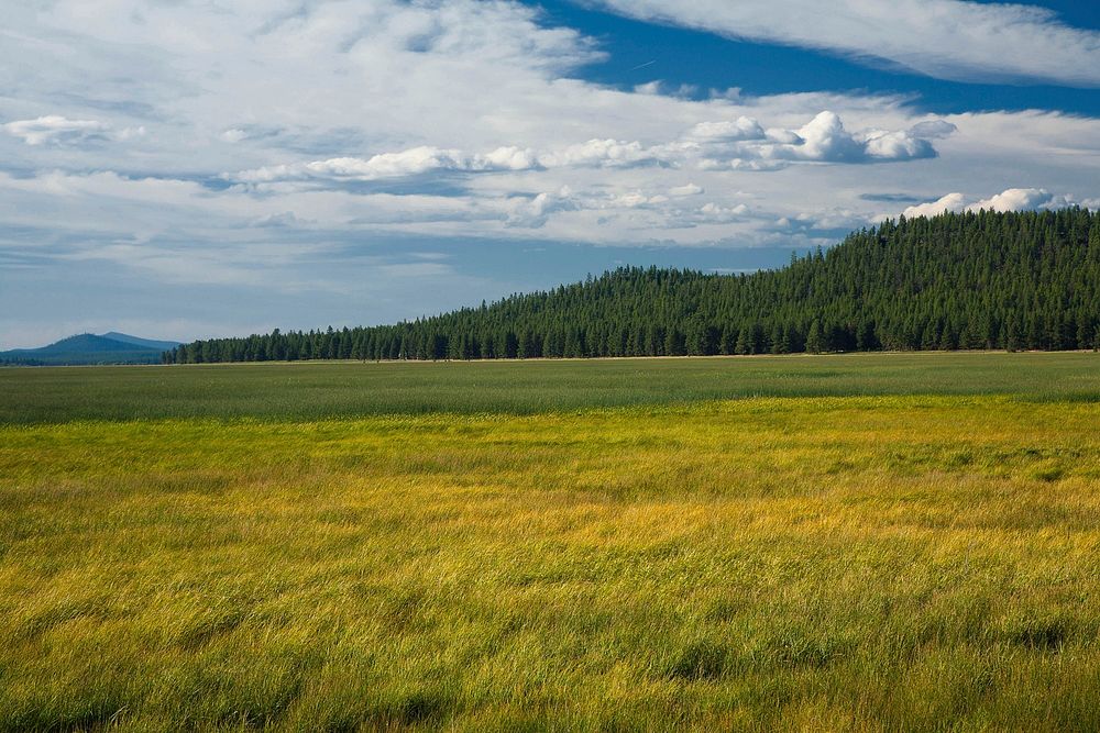 Marsh Grasses at Klamath Marsh National Wildlife Refuge on the Fremont-Winema National Forest in Southern Oregon. Original…