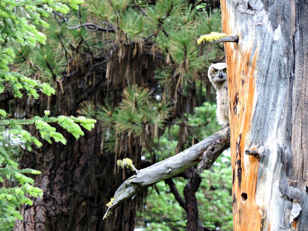 Juvenile Owl perching on Tree in the Ochoco National Forest. Original public domain image from Flickr
