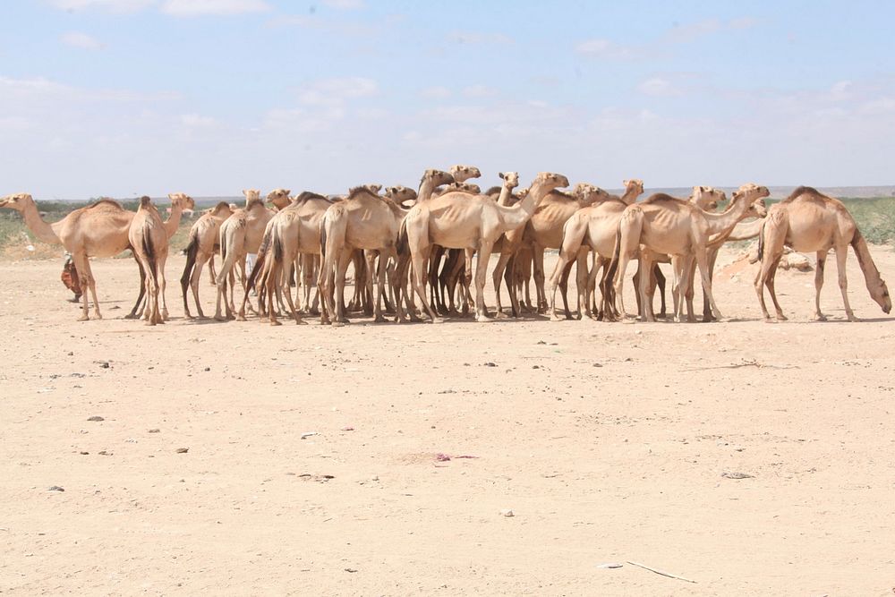 A herd of camels at a livestock market in Beletweyne, Somalia. Original public domain image from Flickr