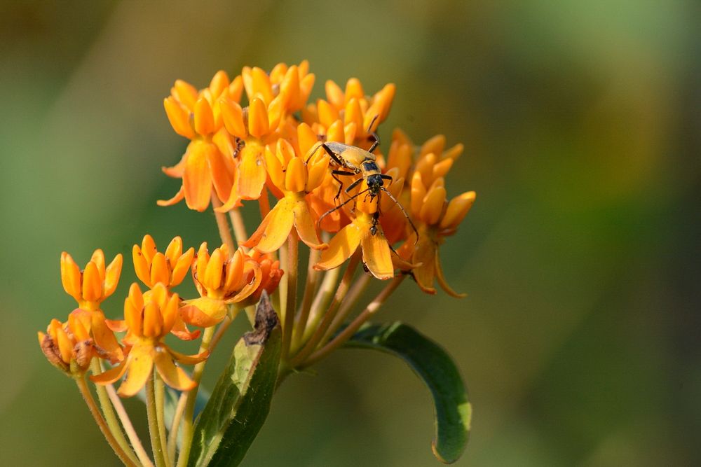 Goldenrod soldier beetle on butterfly milkweedGoldenrod soldier beetle in DeWitt, Michigan.Photo by Jim Hudgins/USFWS.…