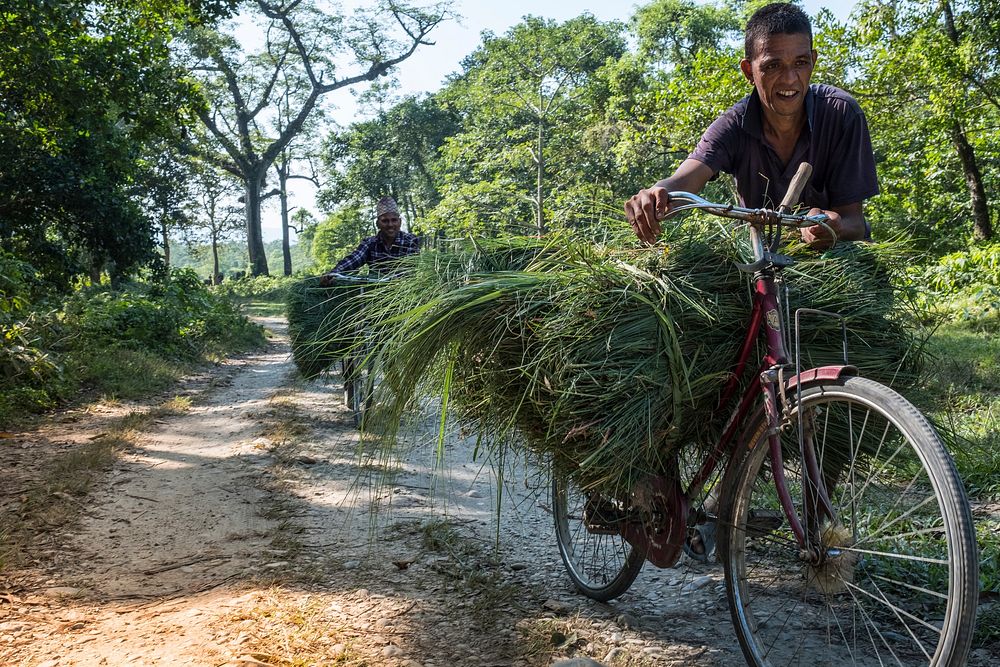Man carrying grass on bicycle, Kumrose, Nepal, November 2017.