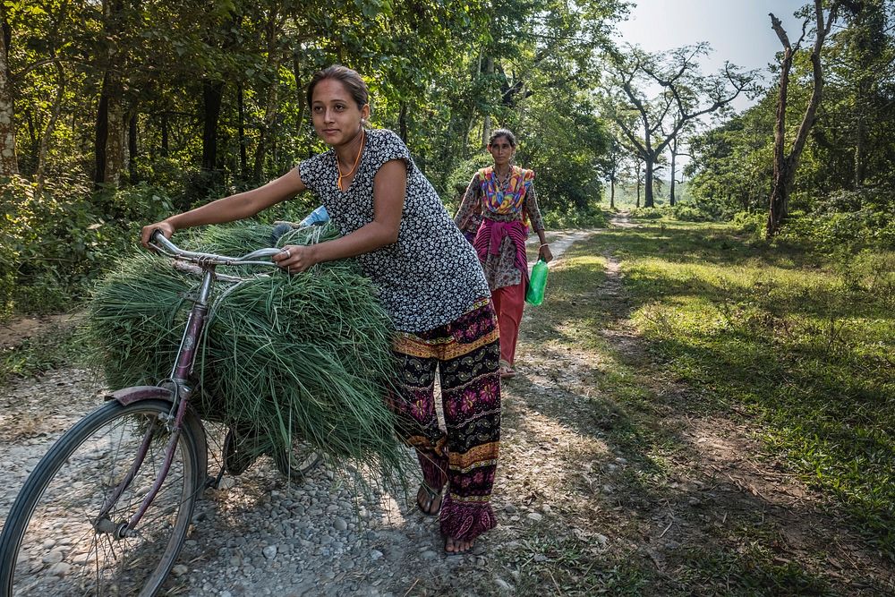 Woman carrying grass on bicycle, Kumrose, Nepal, November 2017.