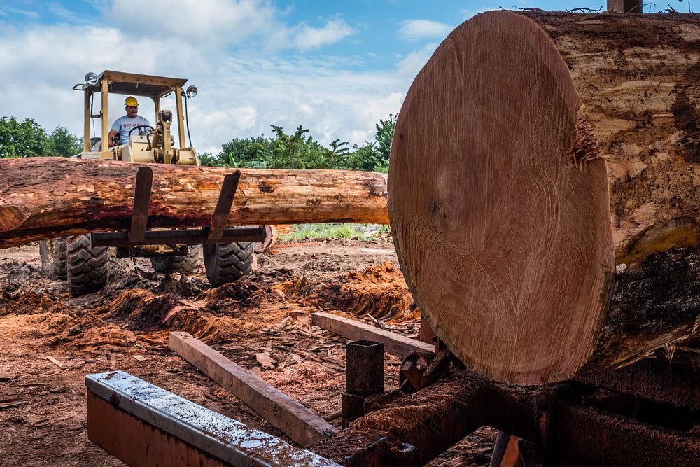 Mahogany wood on excavator, Carmelita, Guatemala, December 2017.