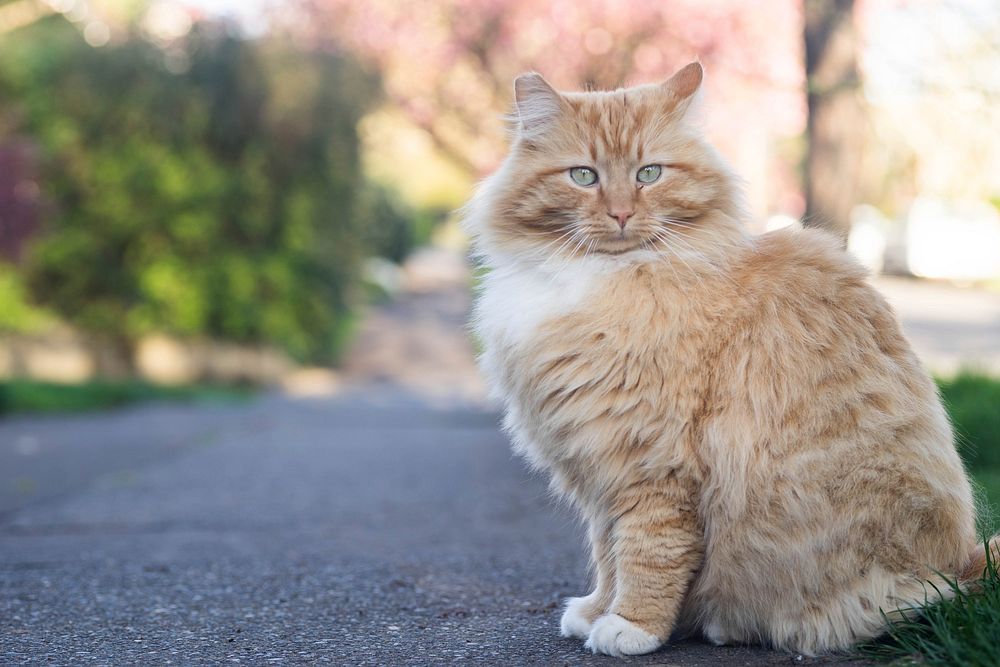 Cute ginger cat on the street. Free public domain CC0 photo.