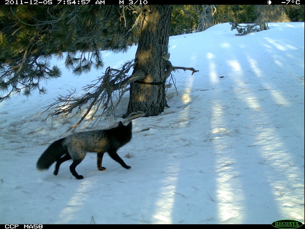 A Fox Darts into the Critter Cam's View-UnknownThanks to our friends at Cascades Carnivore Project for this photo. Original…