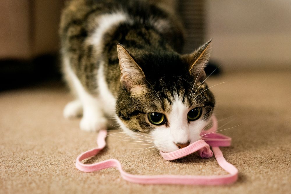 Cat and pink string. Original public domain image from Flickr