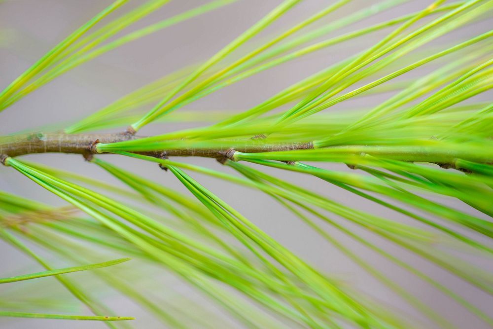 Pine needle leaf background. Free public domain CC0 photo.