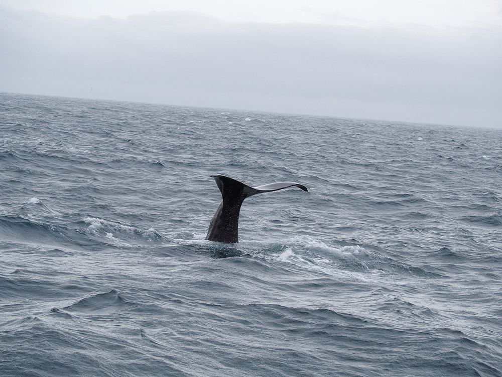 Sperm Whale Diving NZ.