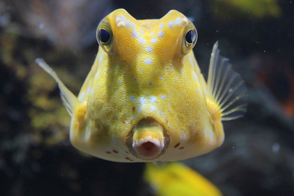 Yellow longhorn cowfish close up. Free public domain CC0 photo.