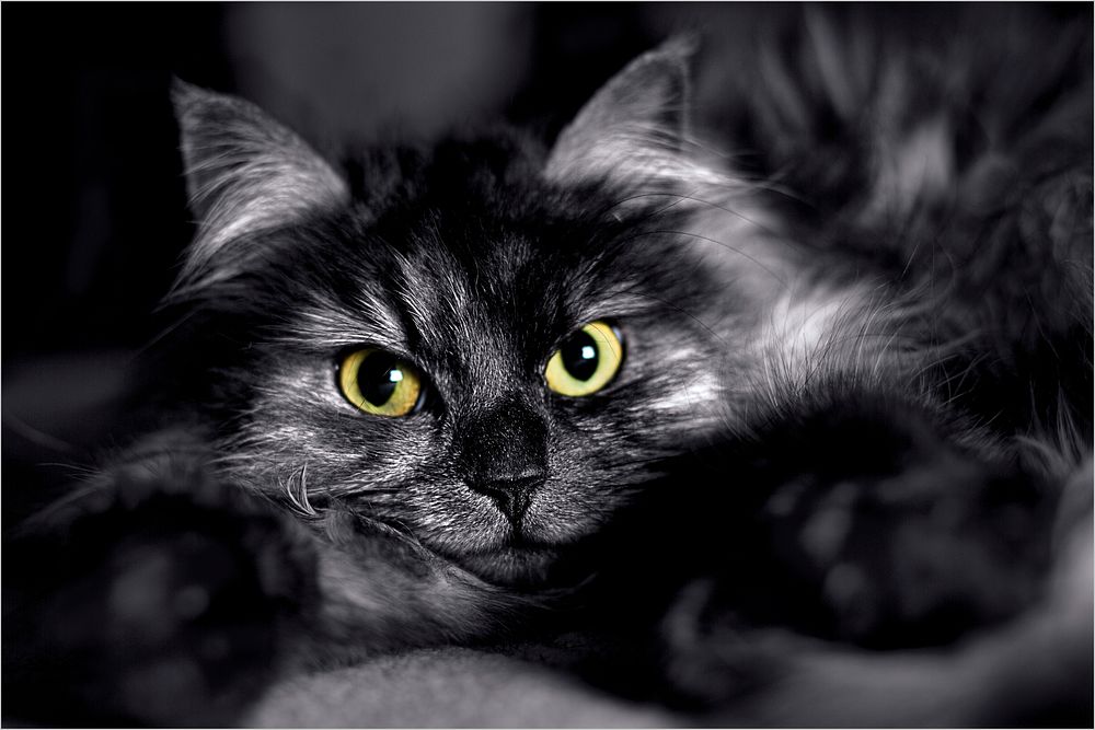 Cat staring into the camera. Original public domain image from Flickr