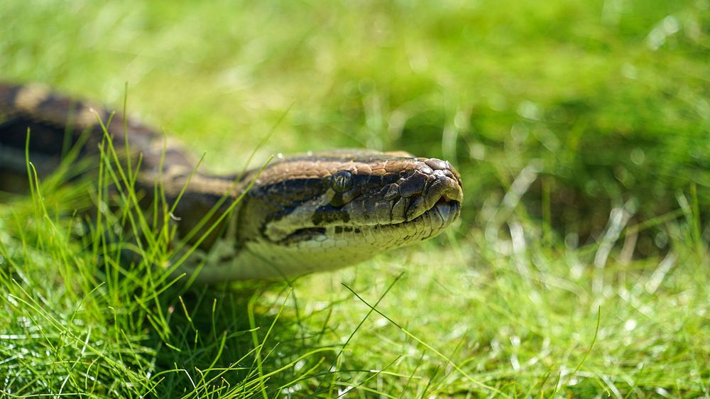 Poisonous snake. Original public domain image from Flickr