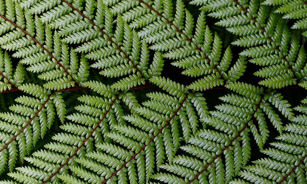 NZ Fern. Dicksonia squarrosa Wheki. The fronds are harsh to touch and are dark green above and paler on the underside.…