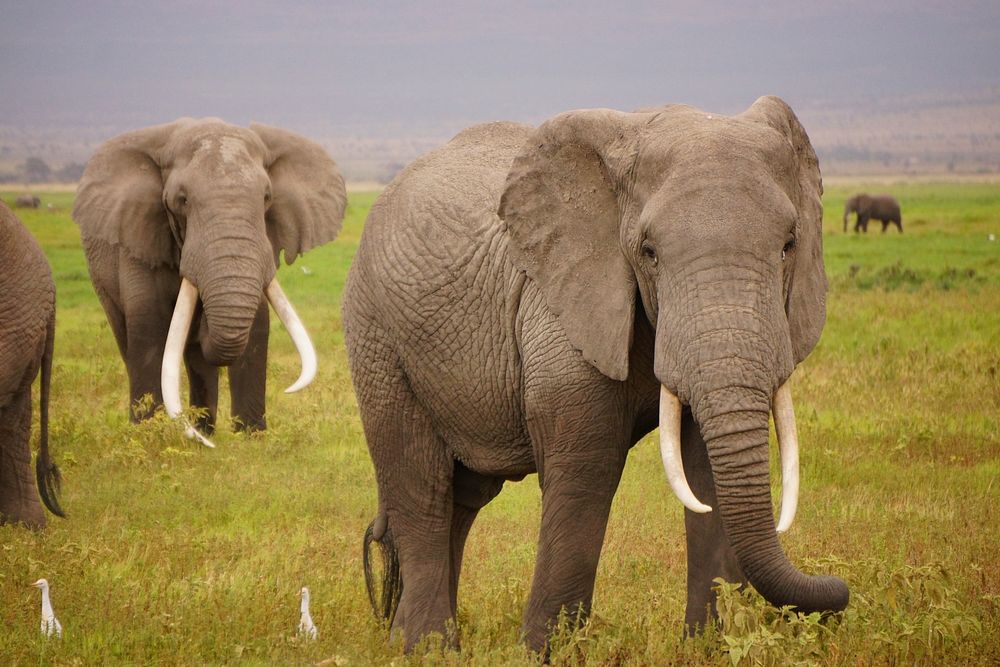 African elephant herd in the serengeti. Free public domain CC0 photo.