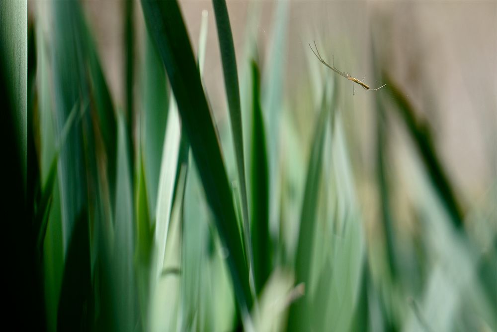 Spider suspended between iris leaves. Original public domain image from Flickr