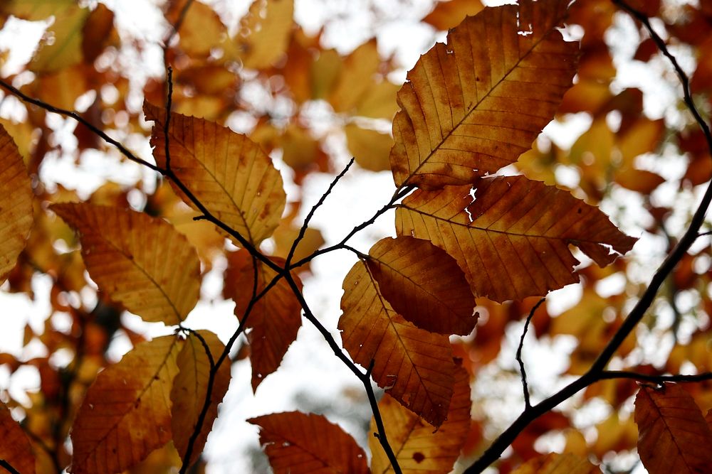 Beech leaves. Original public domain image from Flickr