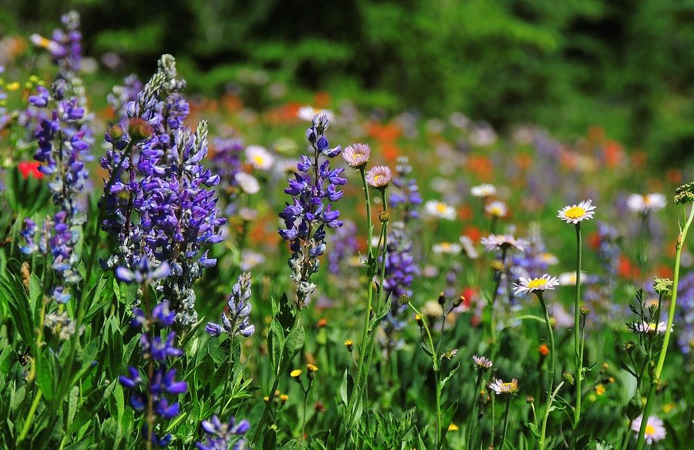 Lupines, Wild Daisies and Indian Paintbrush-Unknown. Original public domain image from Flickr