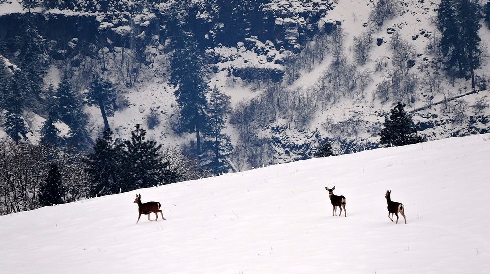Deer in Winter. Original public domain image from Flickr