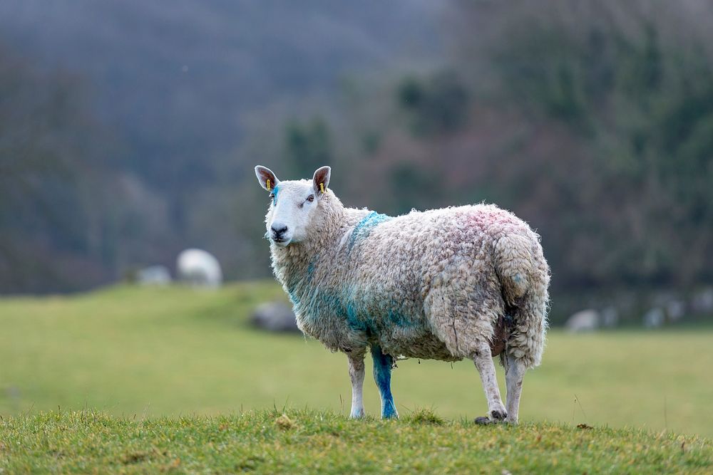 Sheep in a field background. Original public domain image from Flickr