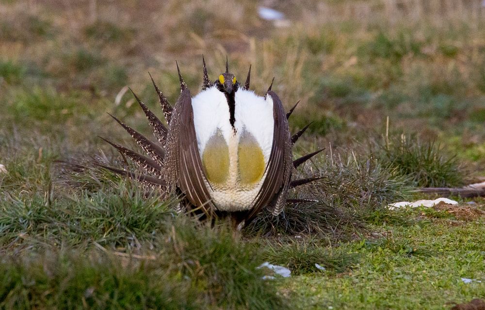 Sage-Grouse _ET5A2859Sage-Grouse on the Curlew Grassland, Caribou-Targhee National Forest. Credit: US Forest Service.…
